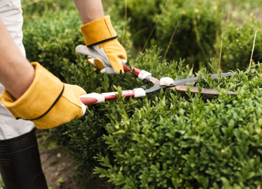 close-up-person-using-trimming-tool-bush