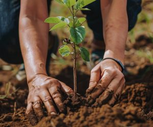 Close-up of hands planting a young tree in the soil, symbolizing growth, environmental conservation, and sustainable living.