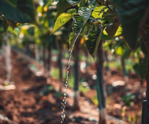 water-droplets-falling-from-leaf-lush-garden-min